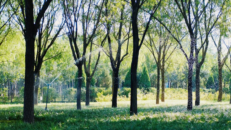 Fall Watering Rules in Clark County | Ryan Rose