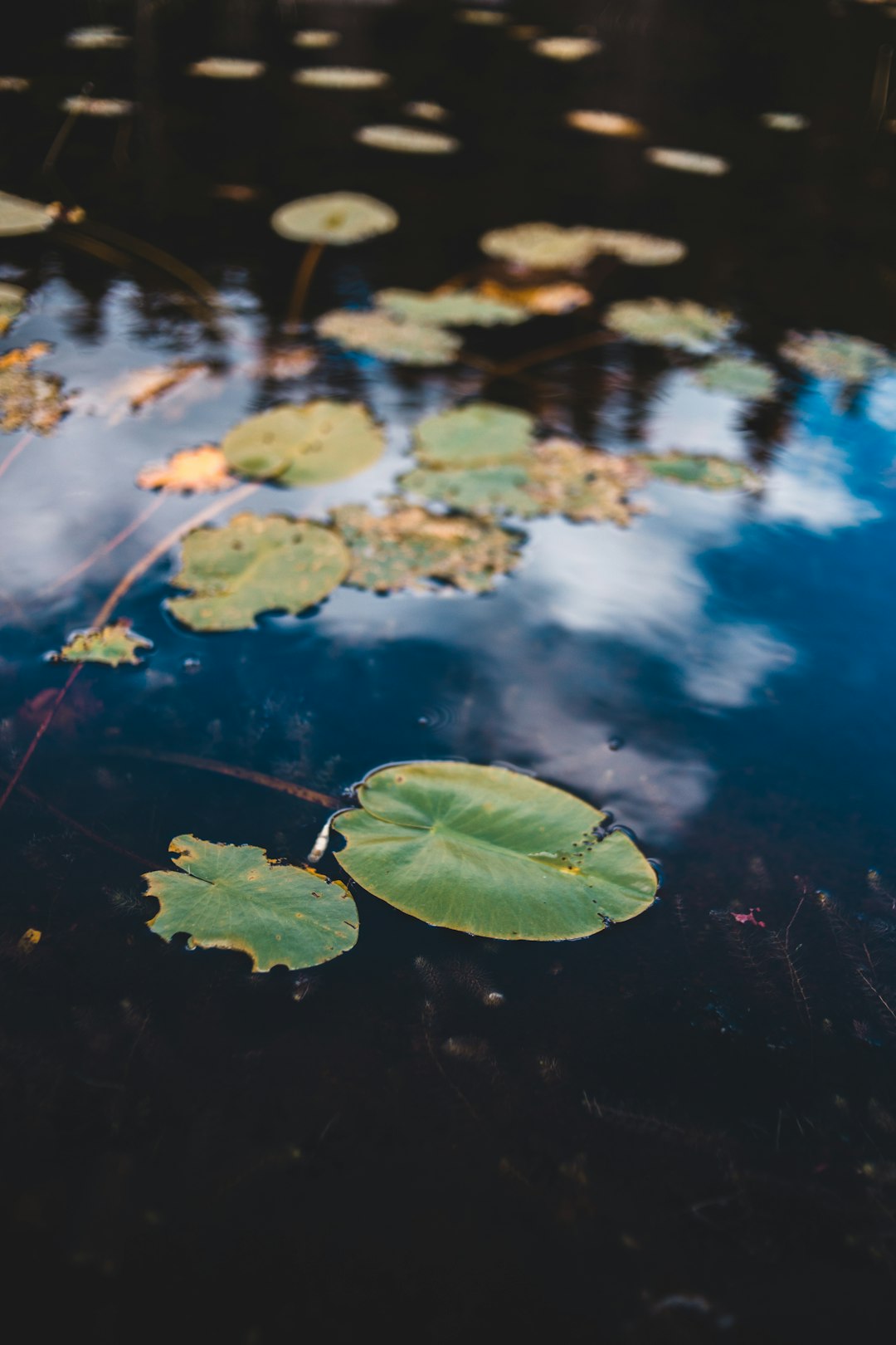 green leaf plant in body of water