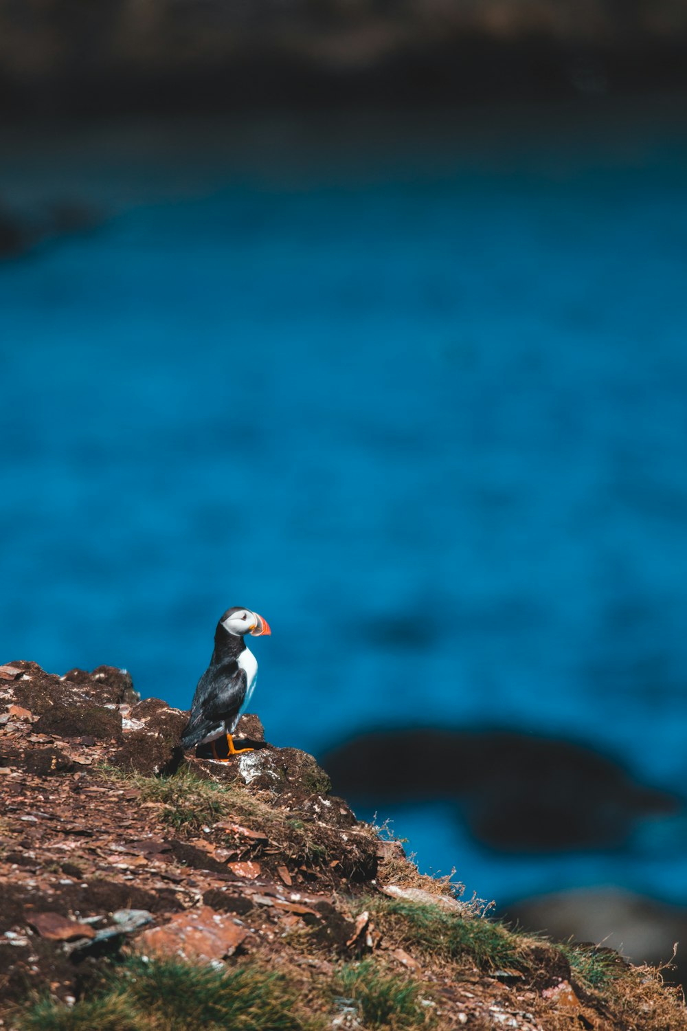 white and black bird on cliff during daytime