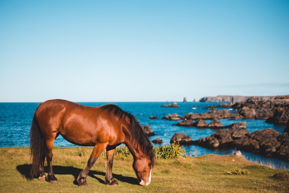 brown horse eating on grass