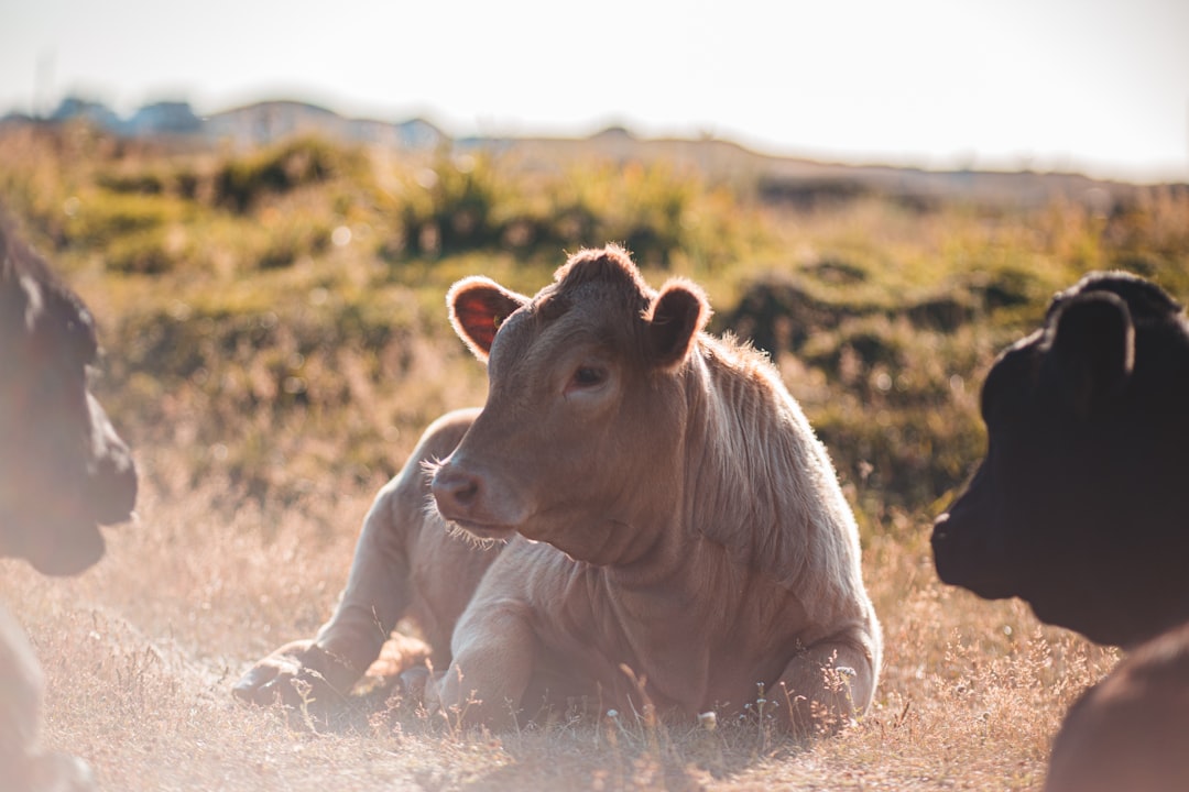 white cattle lying on grass