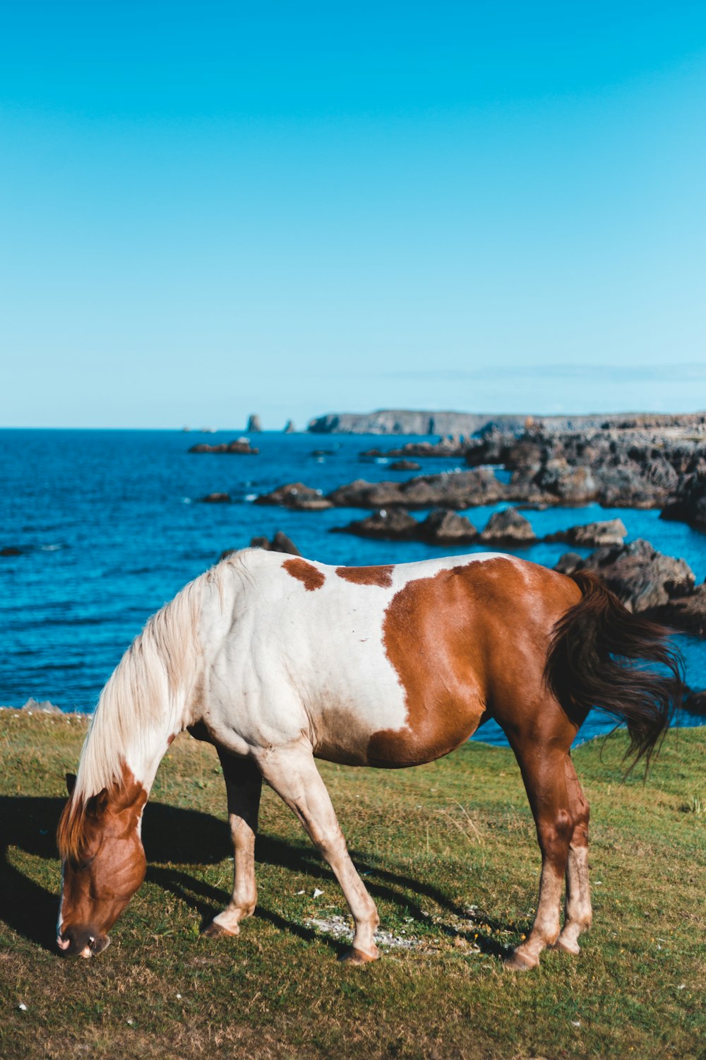 white and brown horse on grass