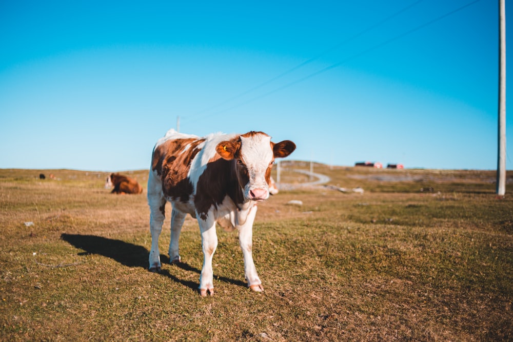 brown and white cow standing on grass field