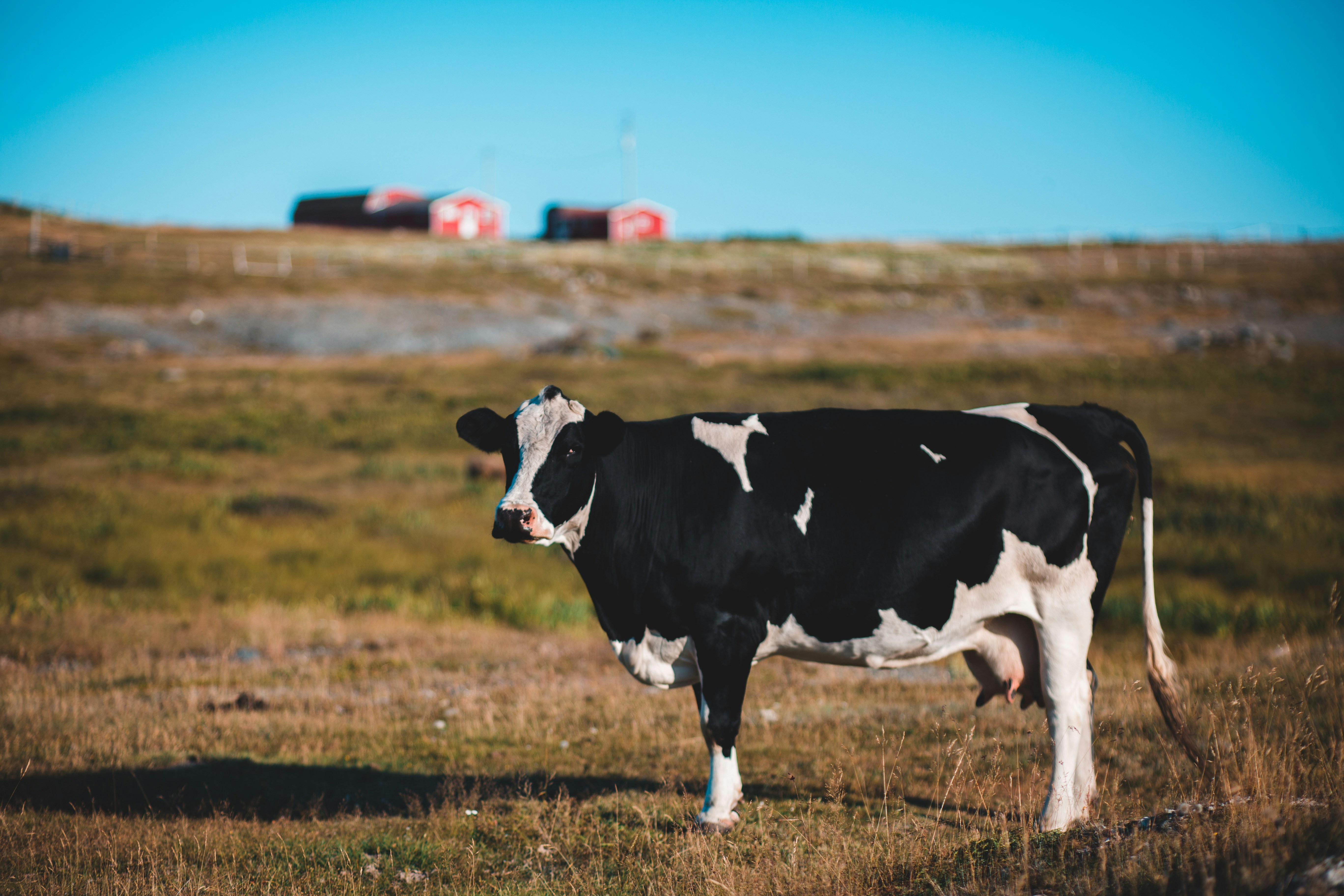 Why This Cattle Farmer Moves His Cows Every Day