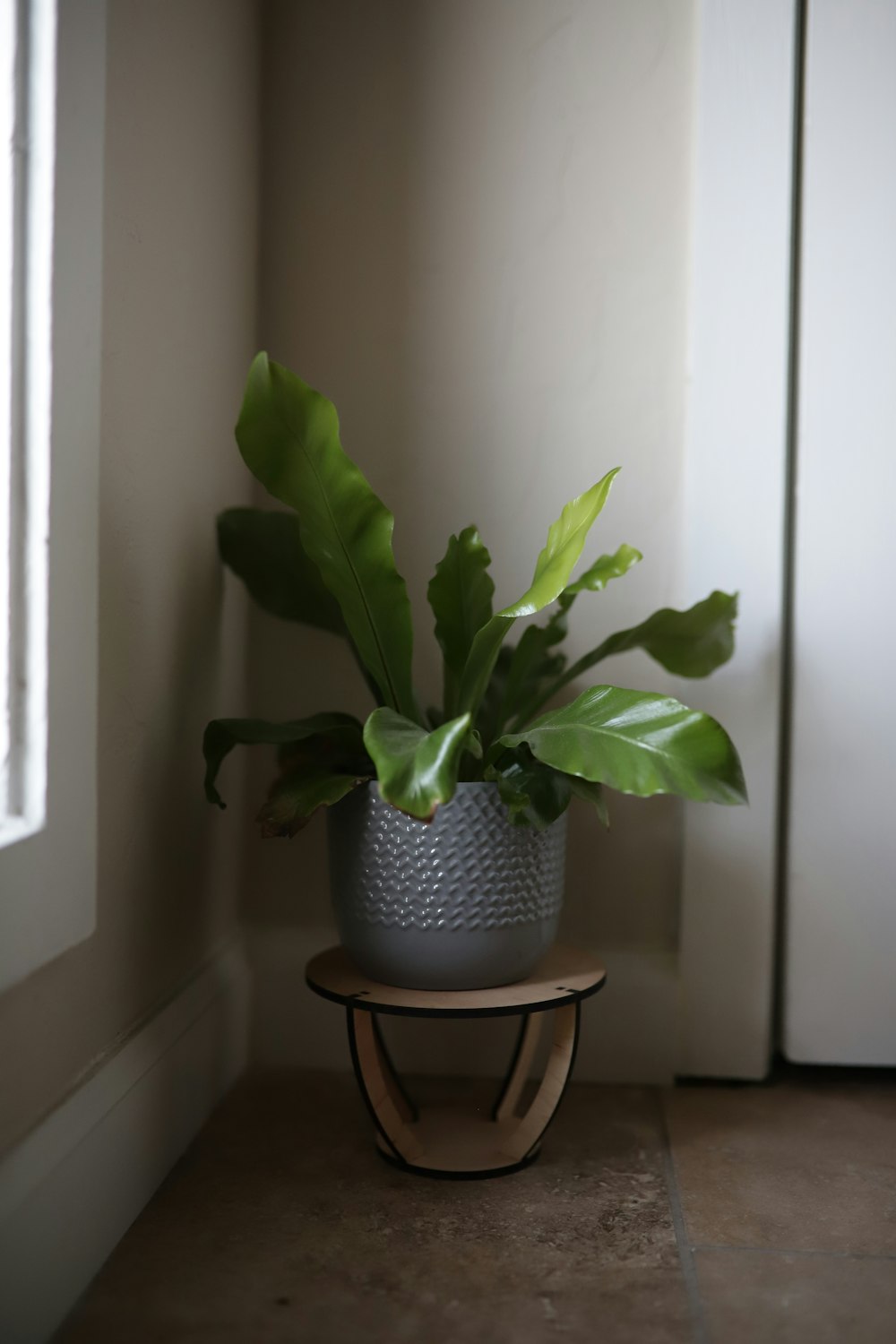 green-leafed plant with gray planter on corner wall
