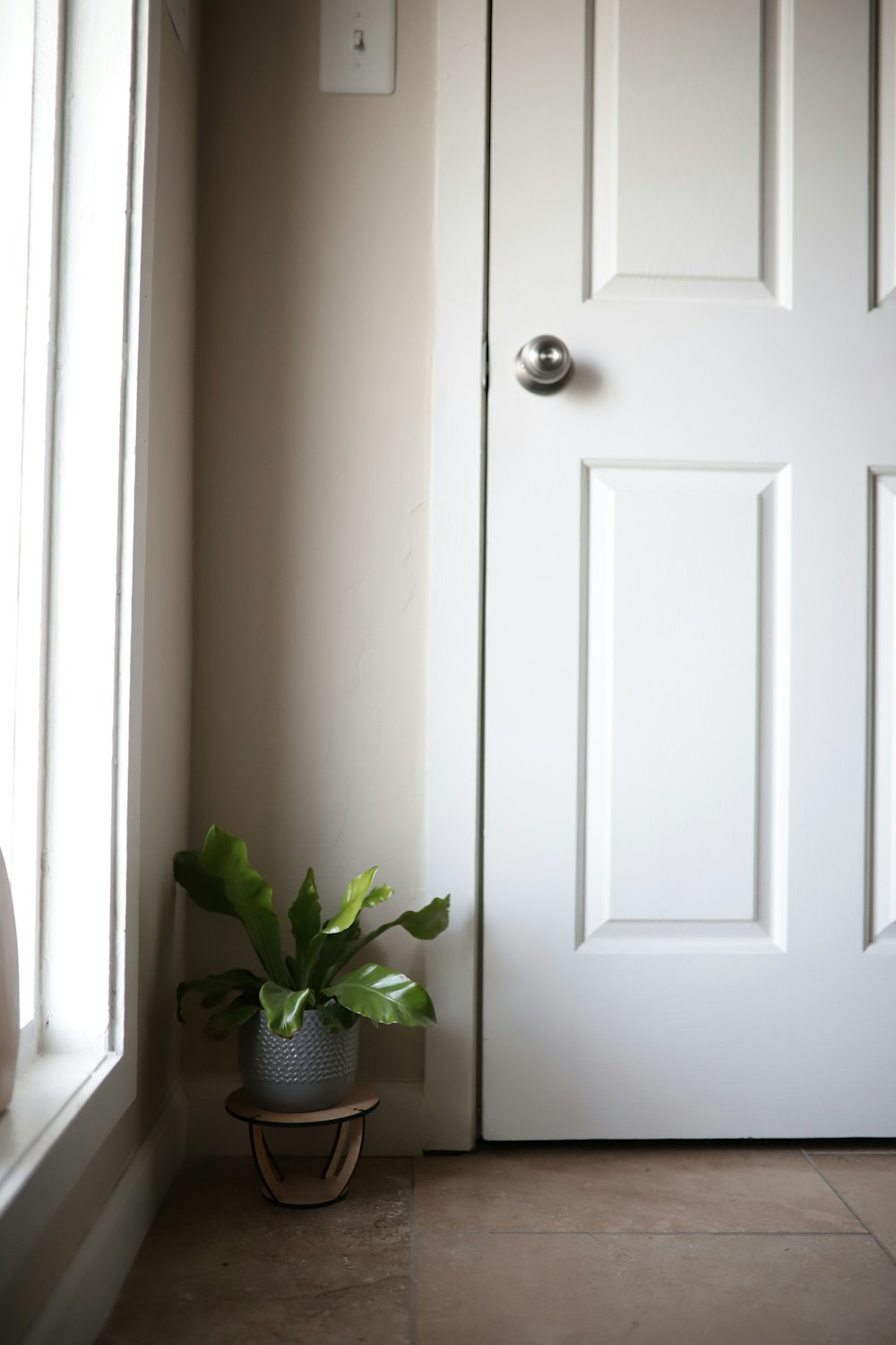 white wooden door and green plant in gray pot