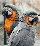 two parrots during day