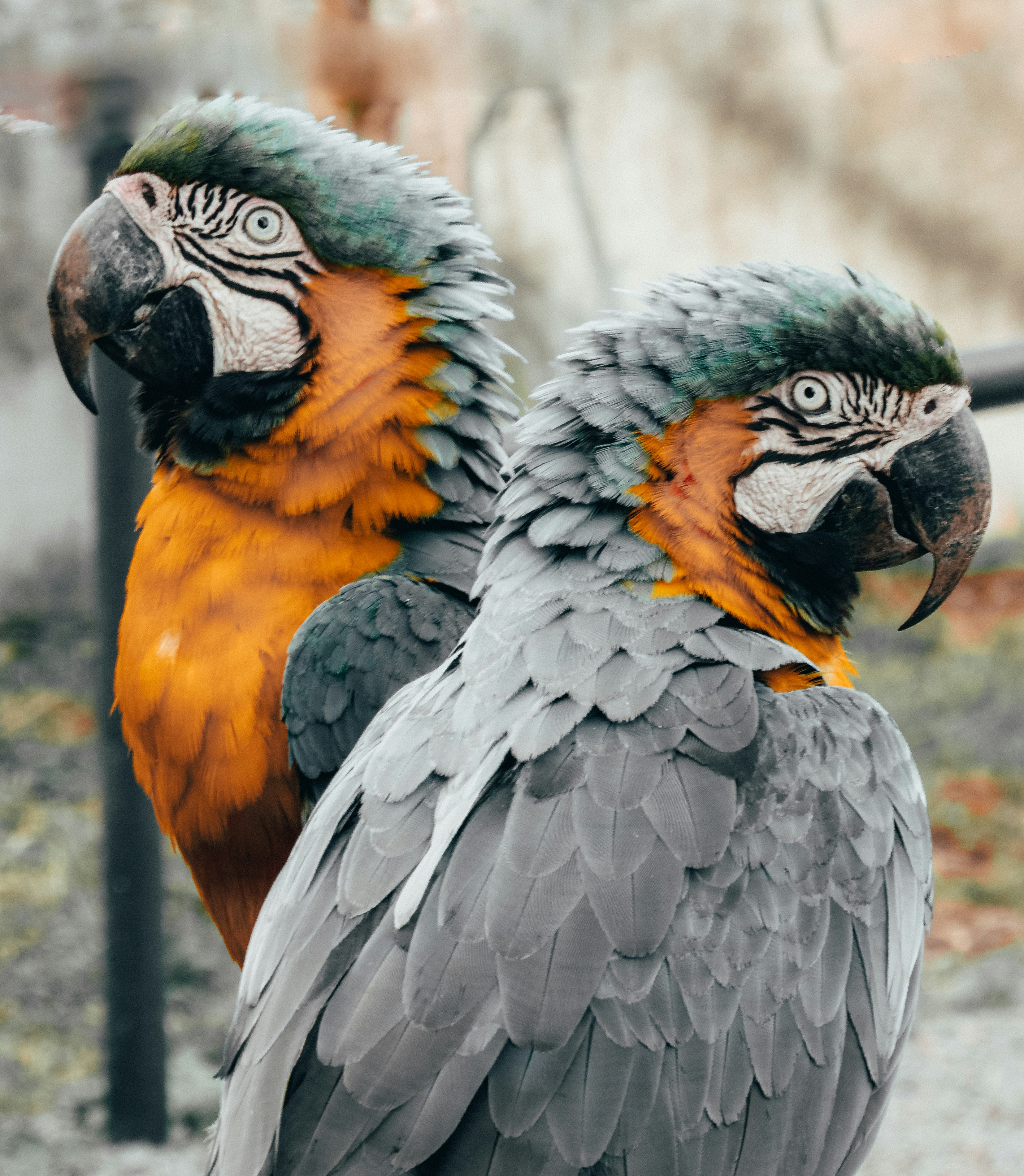 two parrots during day