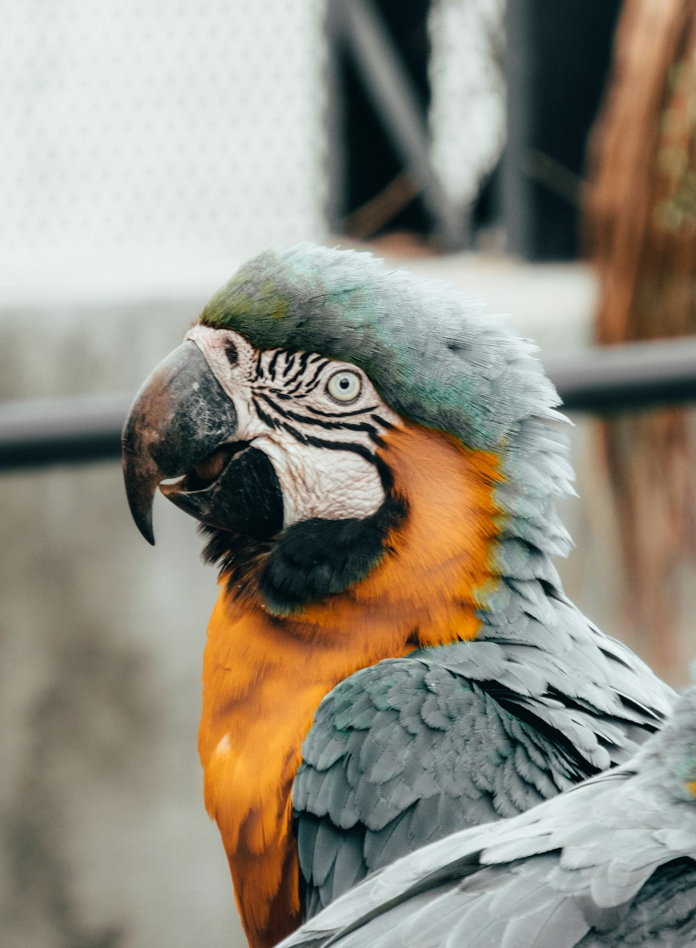 gray and orange parrot