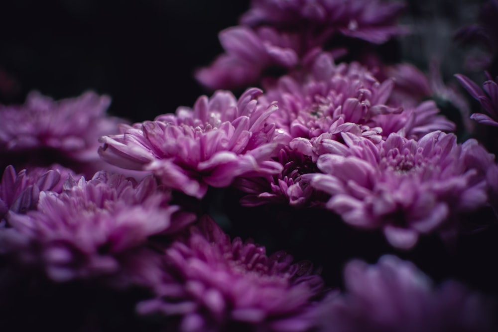 Fotografía de primer plano de flor de pétalos púrpura