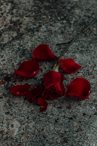 red rose