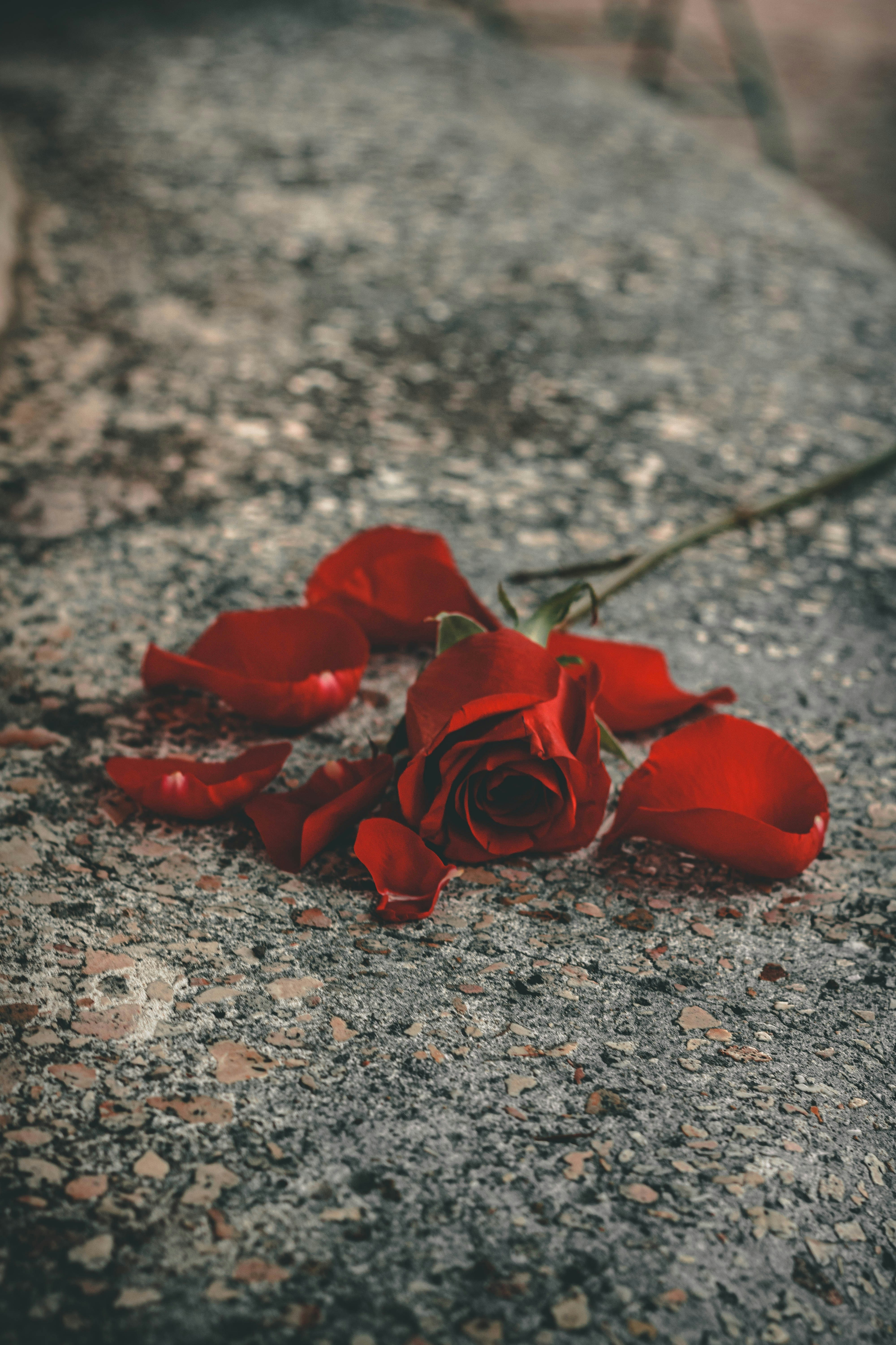 Rose Petals Pictures [HQ] | Download Free Images on Unsplash