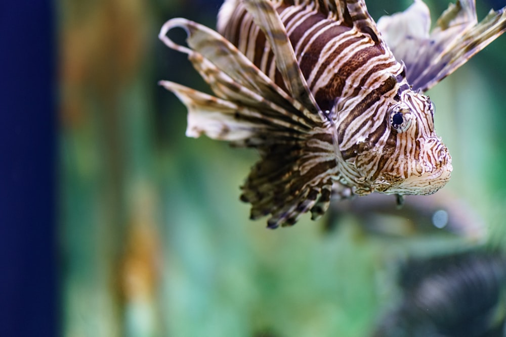 a close up of a fish in a tank