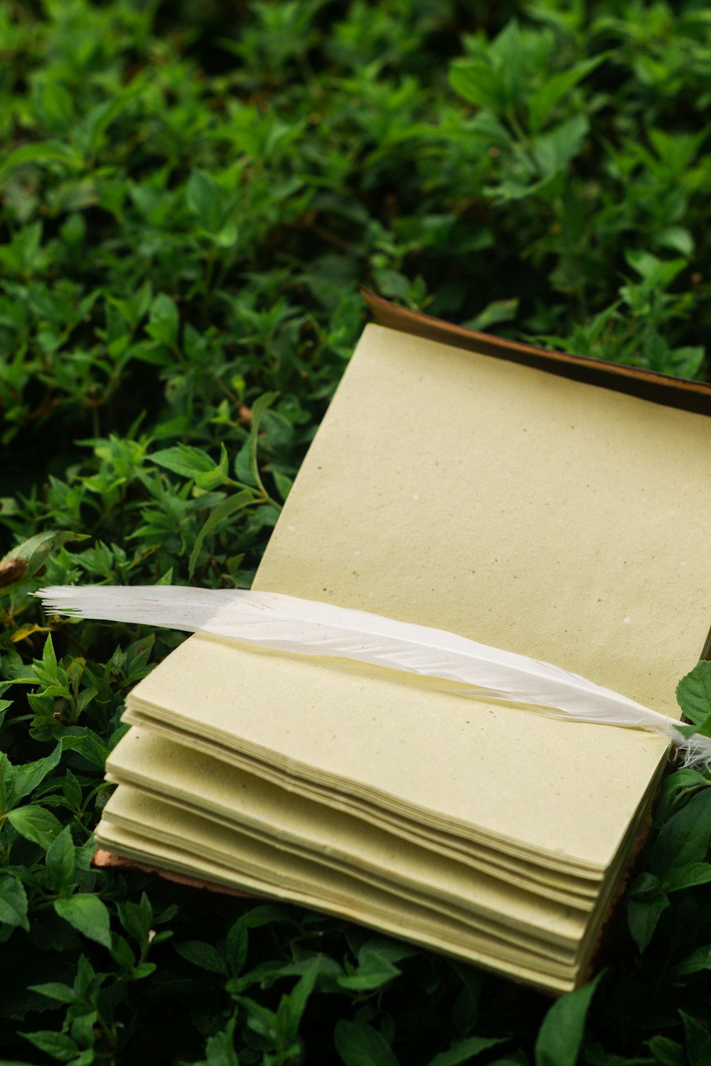 white feather on book