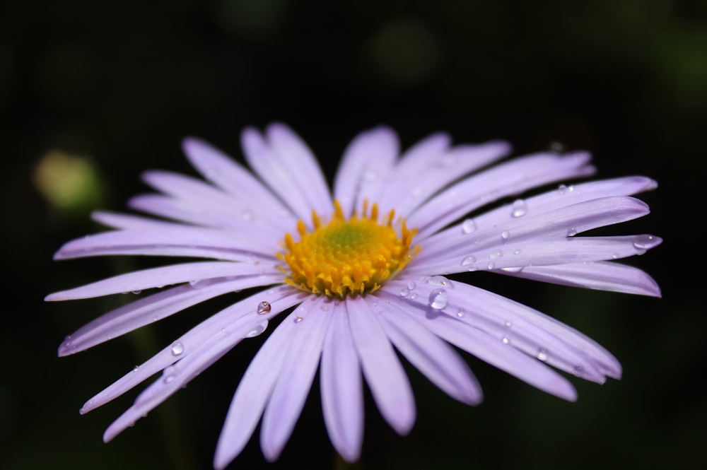 pink petaled flowers