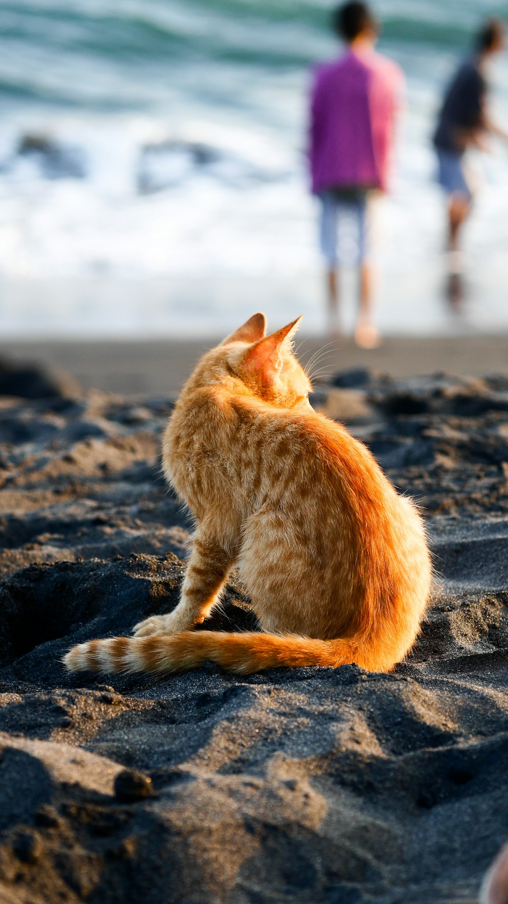 cat on seashore