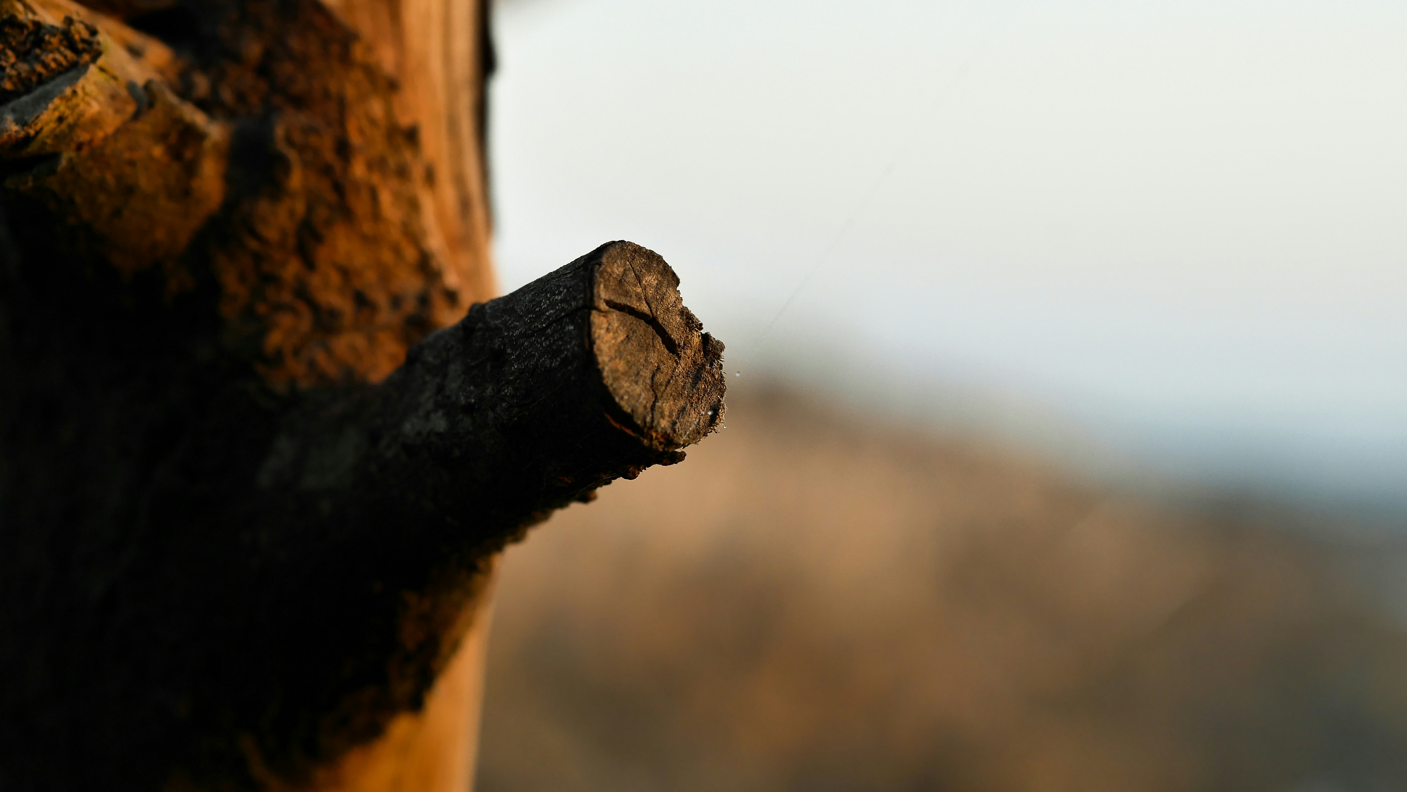 arbre brun en gros plan photo