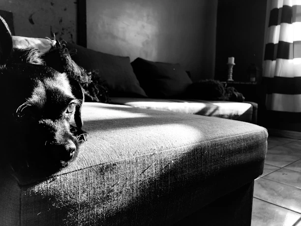 Close-up of a Karuba leash resting on a minimalist beige sofa with soft natural light.