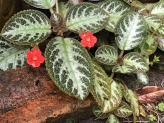 A serene arrangement of deep green foliage with subtle rose red accents on a clean white background.