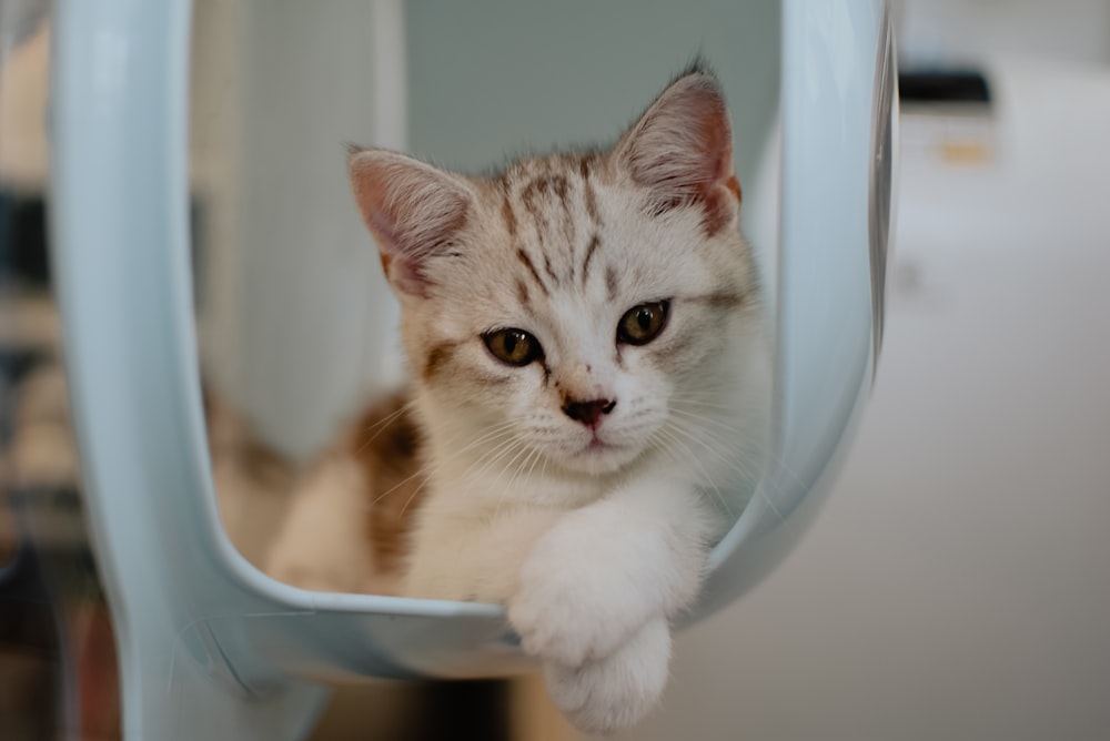 white and brown tabby kitten