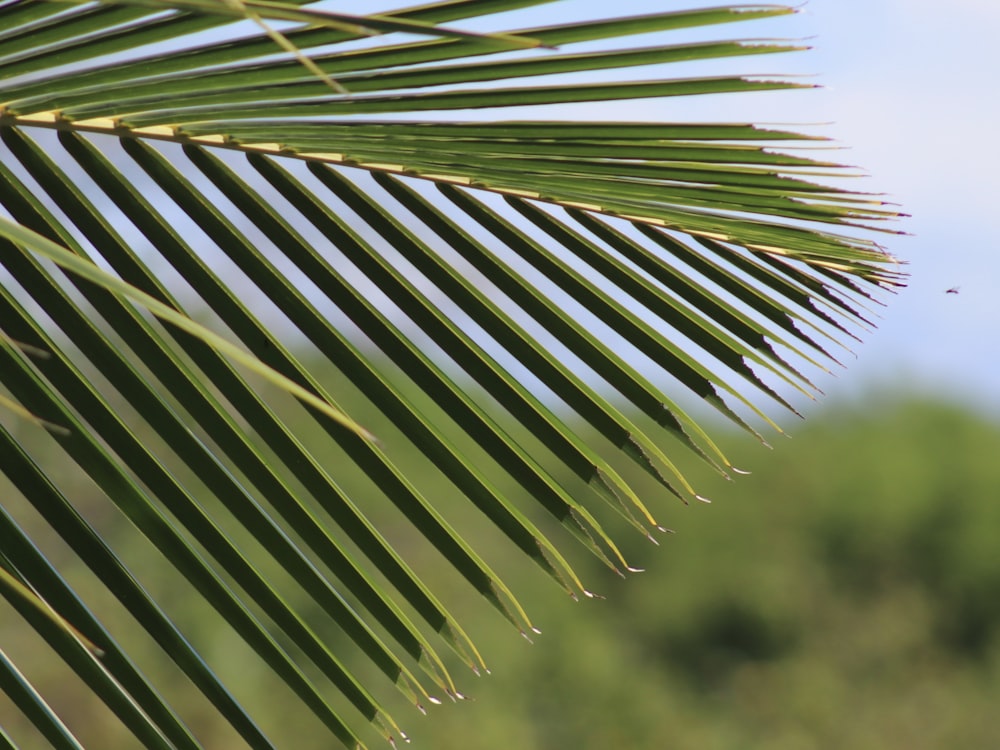 green leafed plant