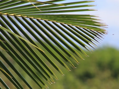 green leafed plant samoa teams background