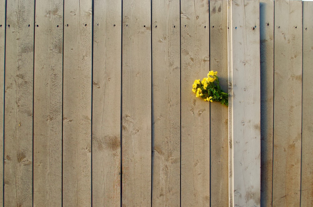 yellow flowers on brown surface