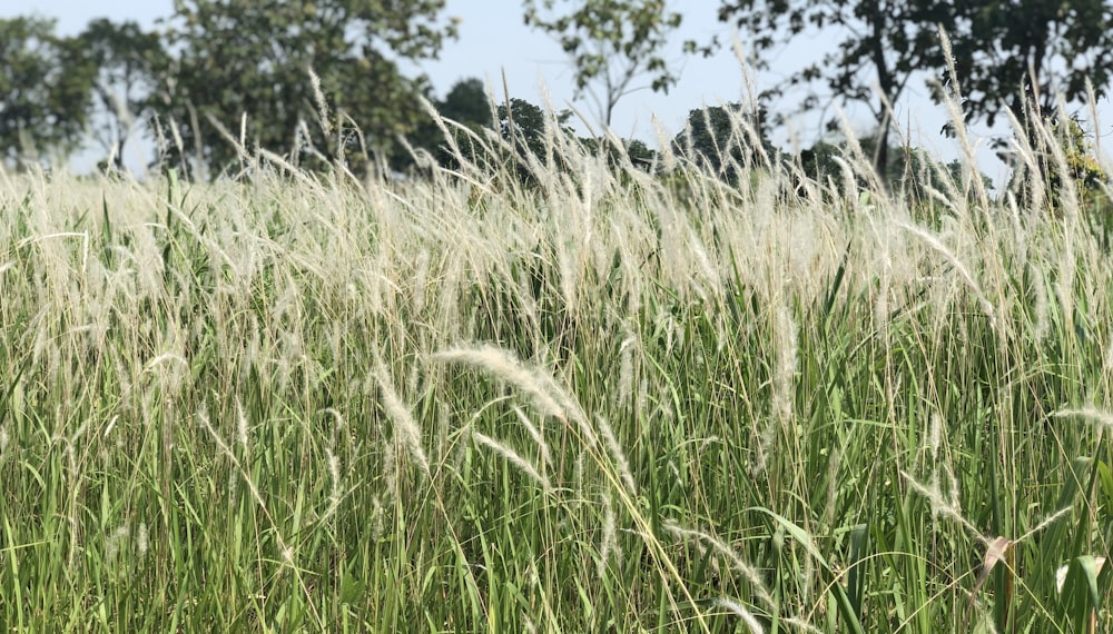 shallow focus photo of grass