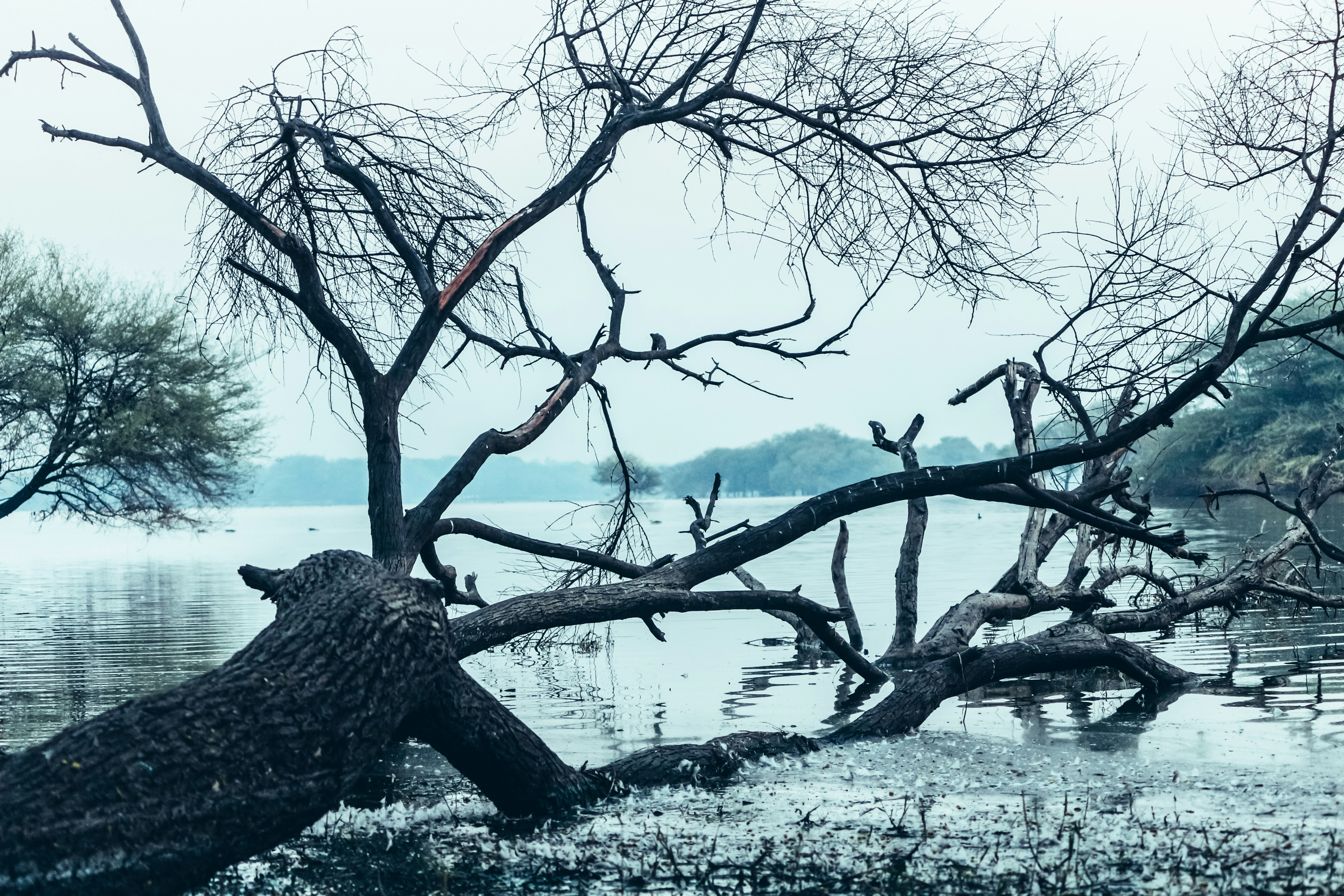bares trees near body of water