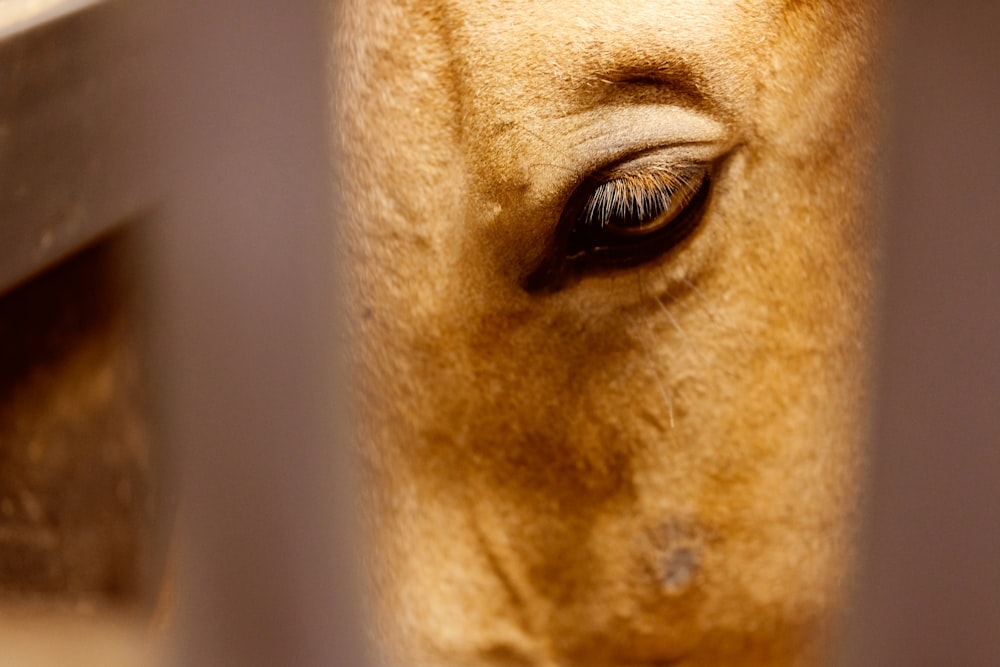 a close up of a horse's eye through a fence