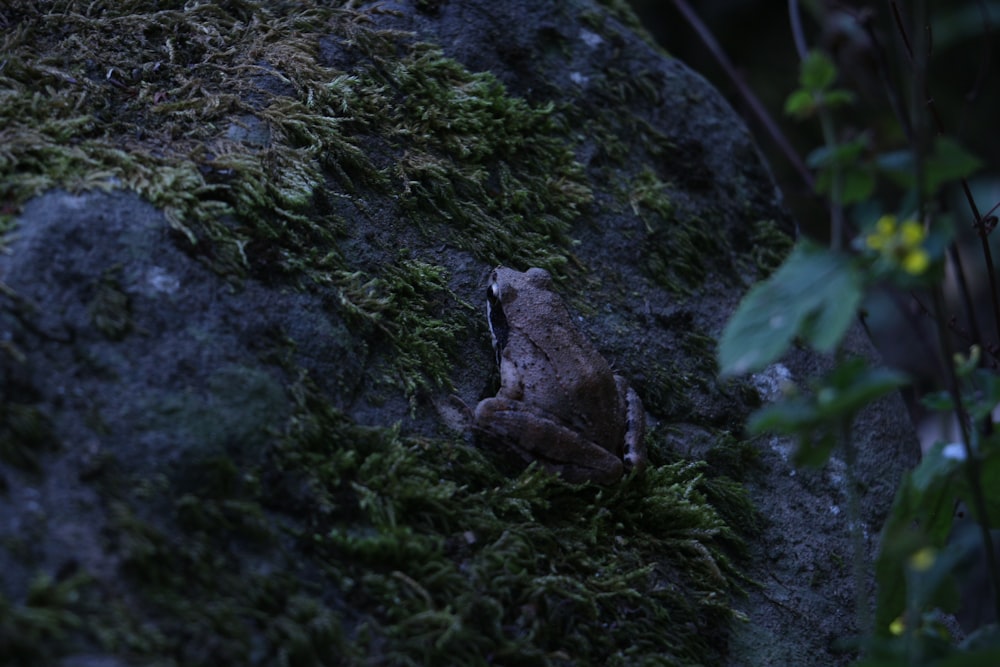 brown frog