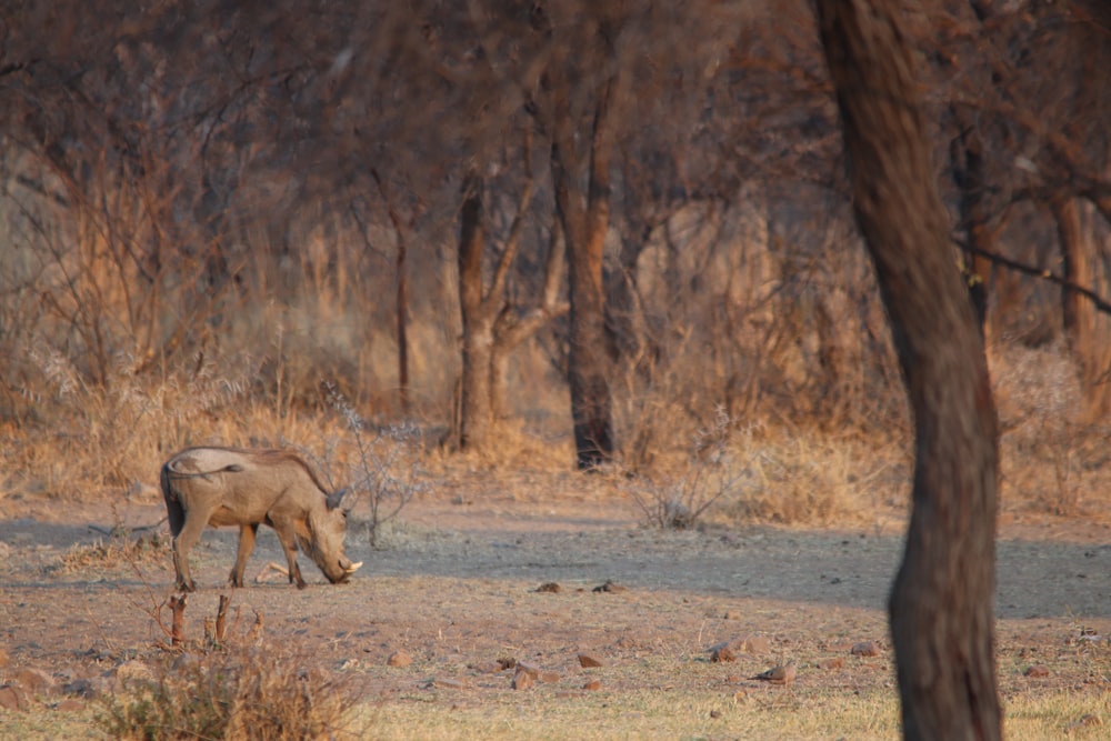 brown wild boar on field