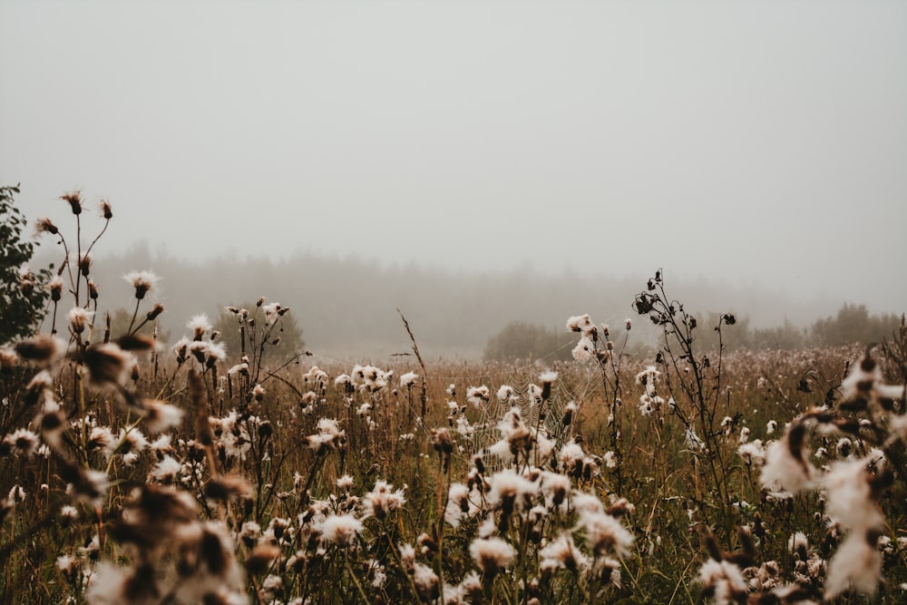 photographie de champ de fleurs à pétales blancs