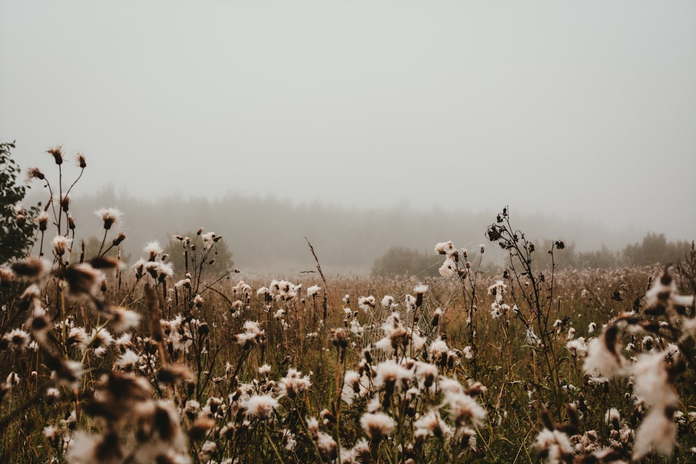 white petaled flower field photography