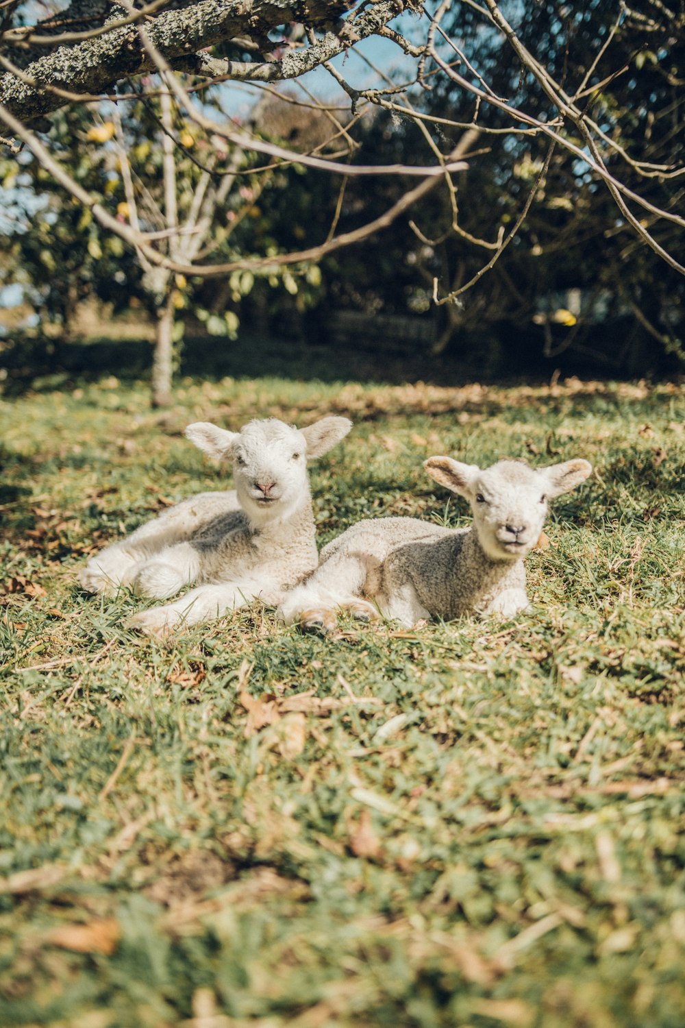 two white sheep on focus photography