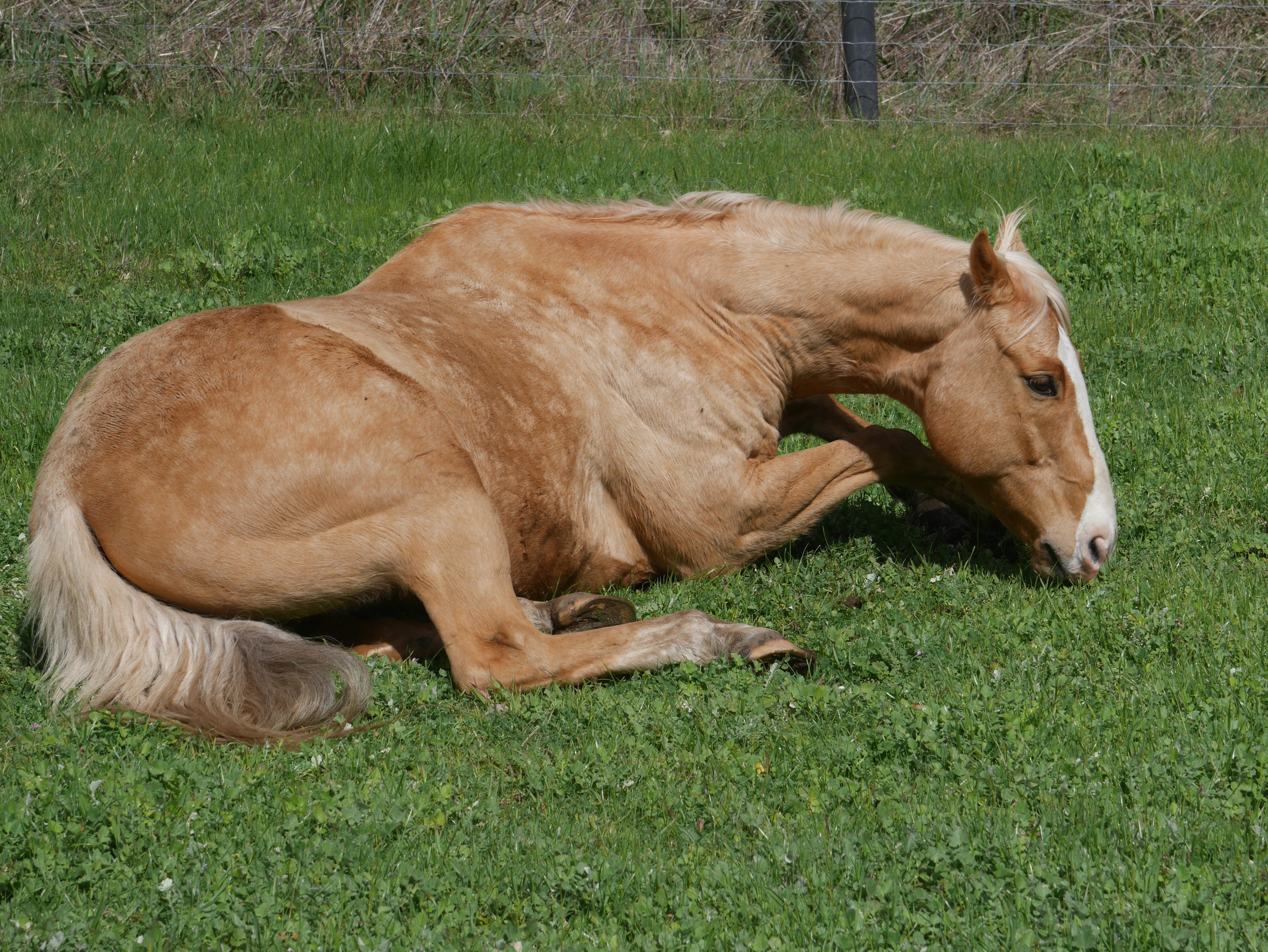 white and tan horse