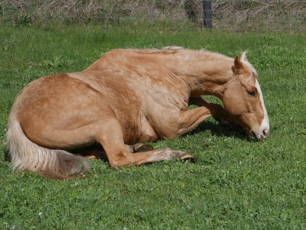 white and tan horse