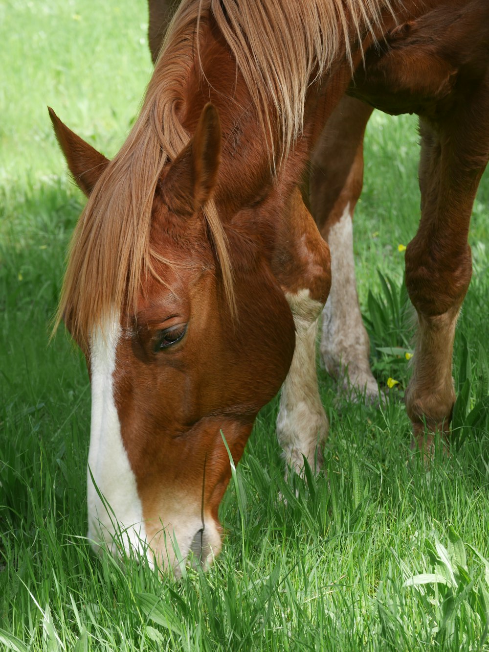 white and brown horse eating grass