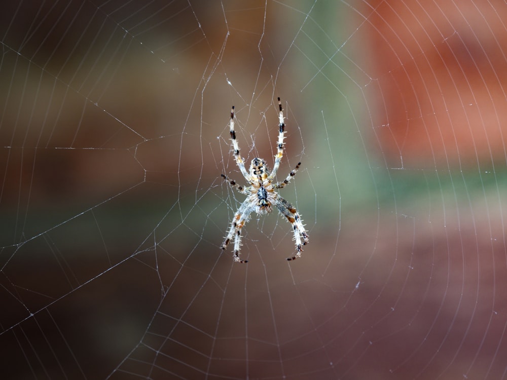 white, black, and brown spider