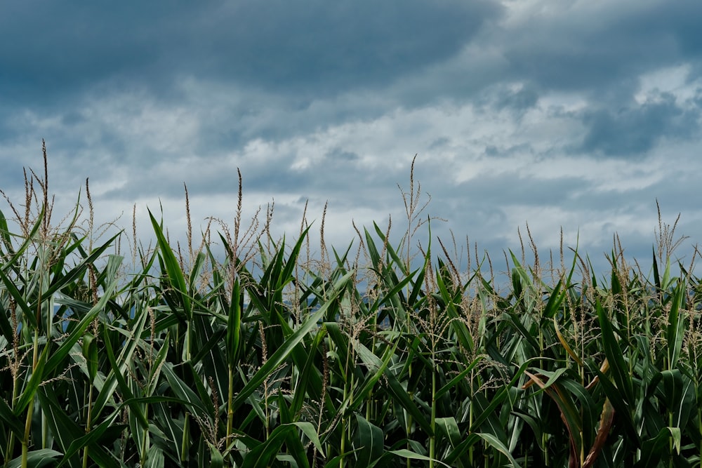 green corn field under blue and white skies during daytime