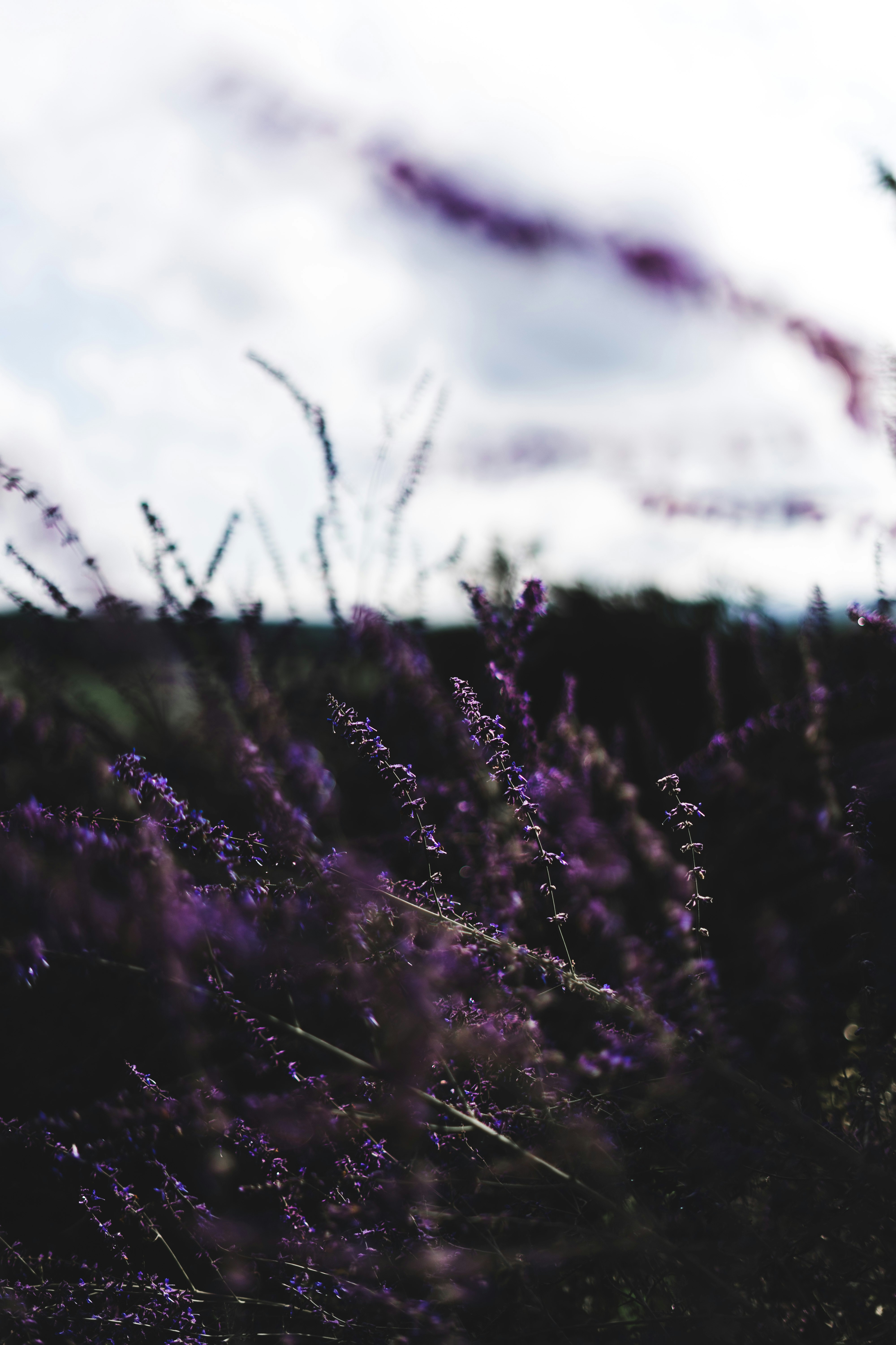 Photo by virussinside