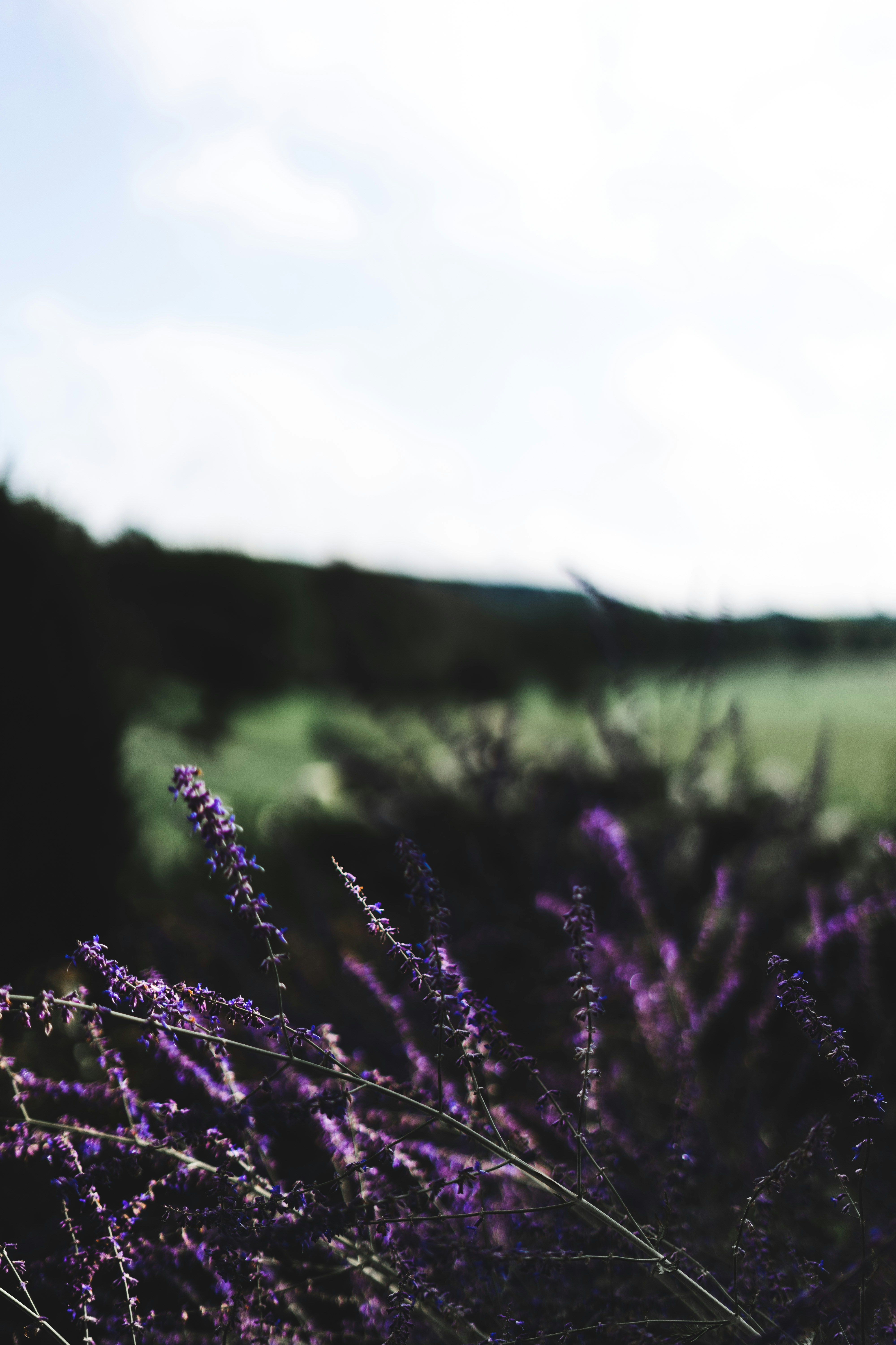 Photo by virussinside