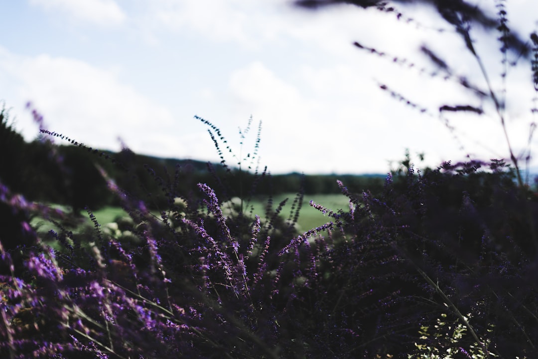 purple cluster flowers