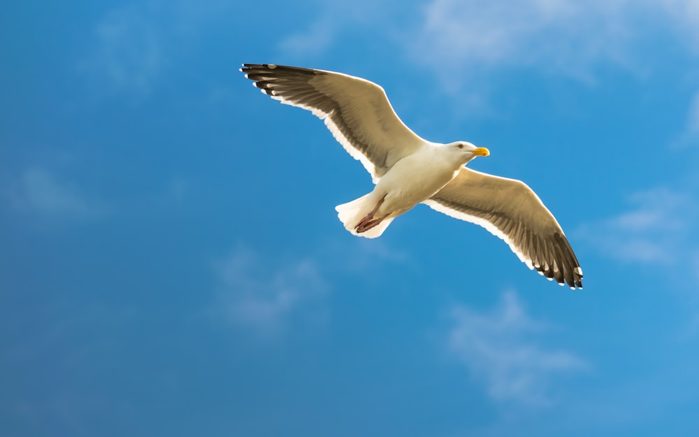 Weißer Vogel im Flug unter blauem Himmel