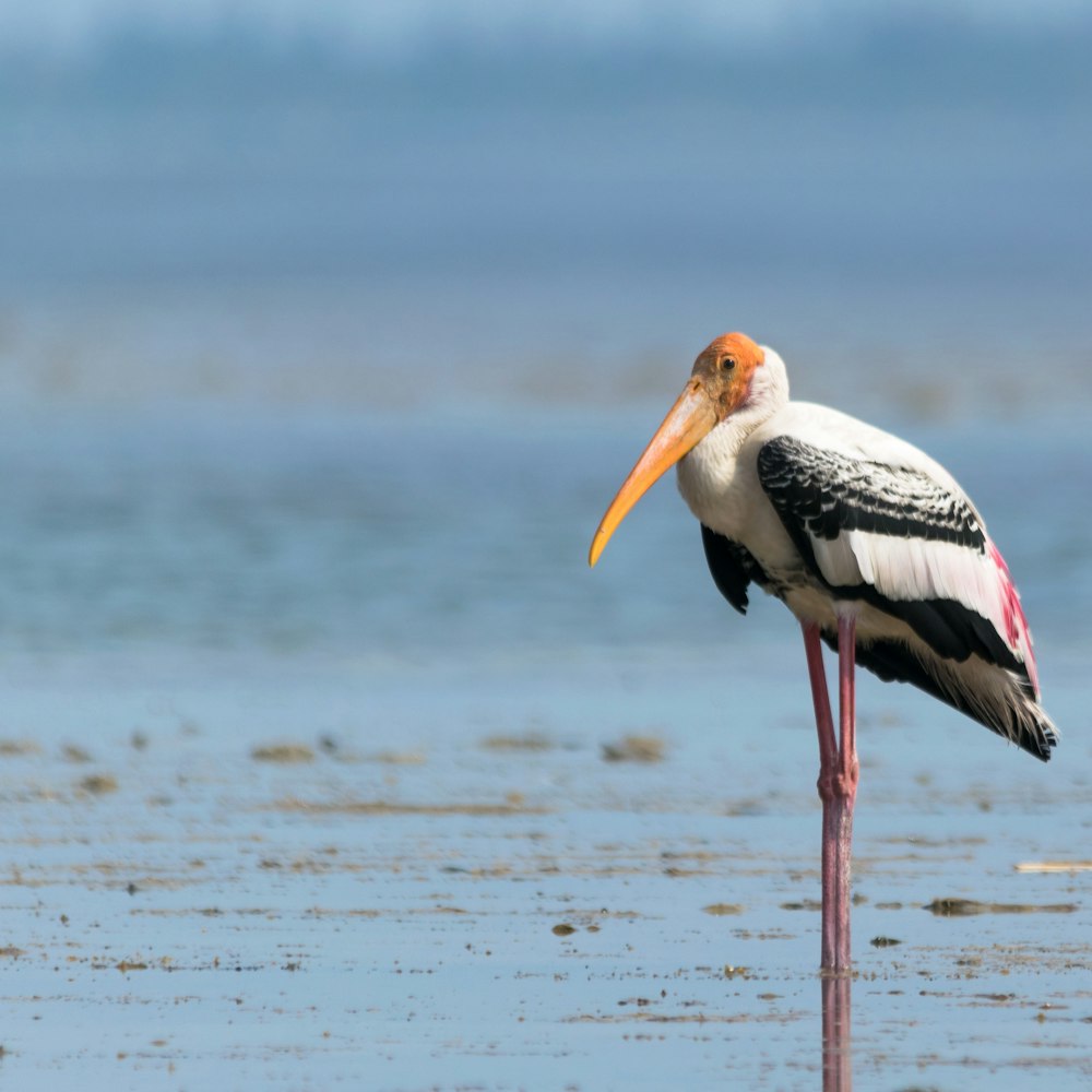 selective focus photography of white and black long-legged-and-beaked bird on body of water during daytime