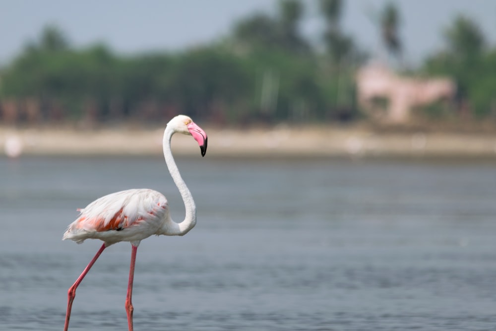 white and pink flamingo near body of water during daytime