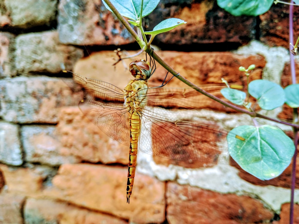 brown dragonfly on green leaf during daytime