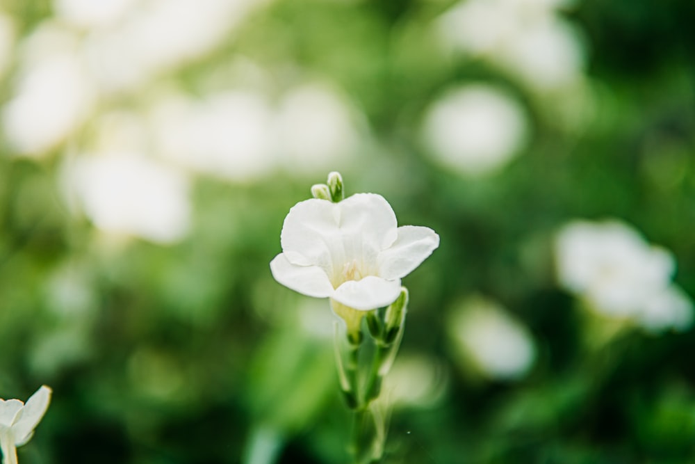 selective focus photography of white petaled flower