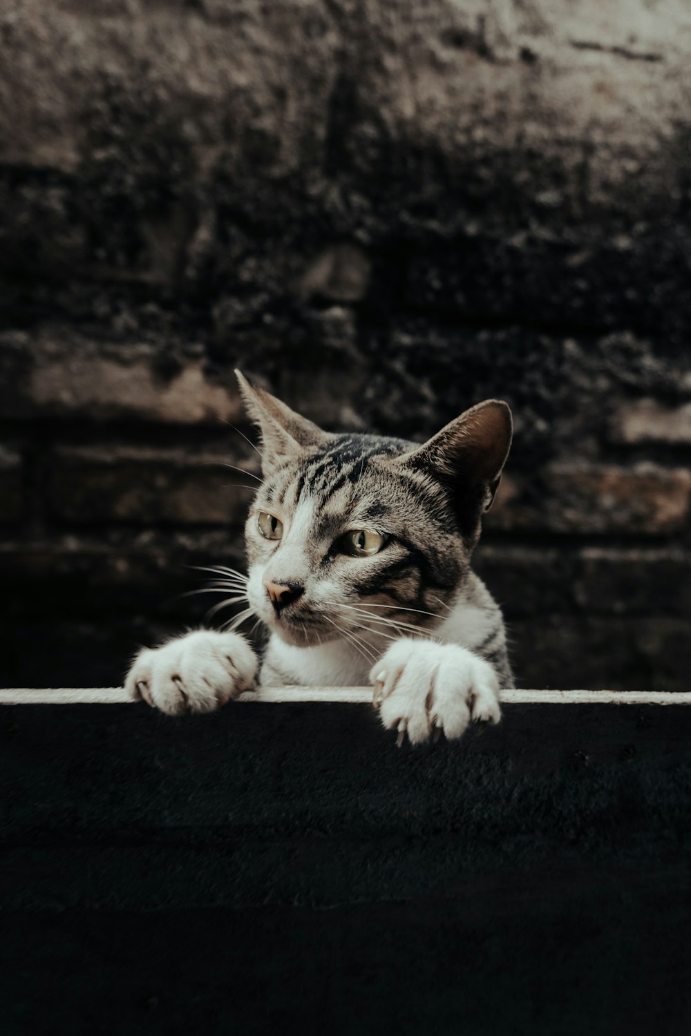 white and grey tabby cat