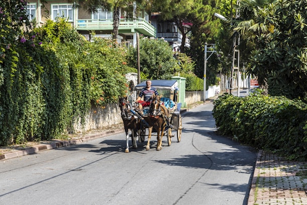 A person drives a horse-drawn carriage down a narrow, tree-lined street. The road is flanked by lush greenery and residential buildings with balconies. Bright daylight casts shadows on the pavement.
